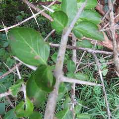 Plectroniella armata