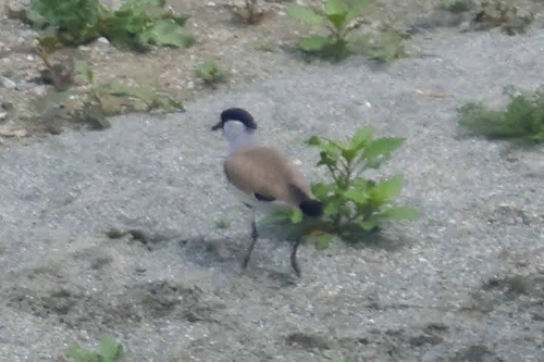 River Lapwing (Vanellus duvaucelii), photo 4