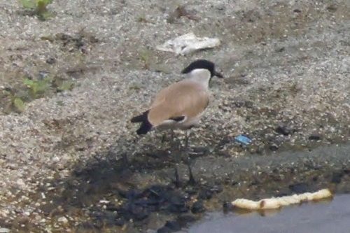 River Lapwing (Vanellus duvaucelii), photo 5