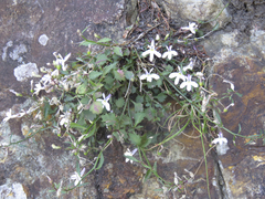 Lobelia hypsibata