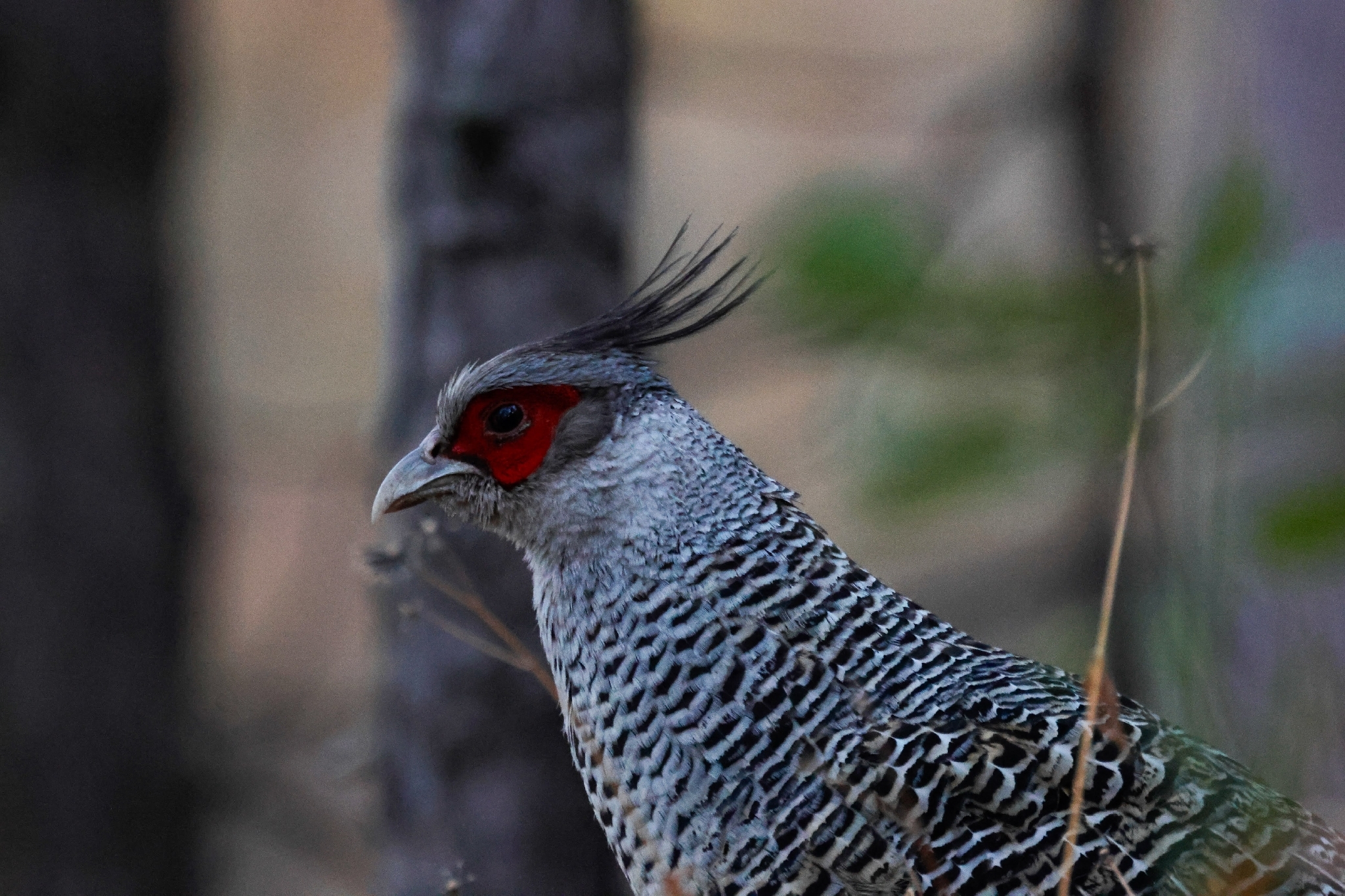 Cheer Pheasant (Catreus wallichii), photo 1
