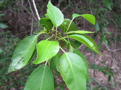 Cordia caffra