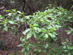 Cordia caffra