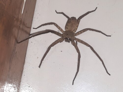Pantropical Huntsman Spider