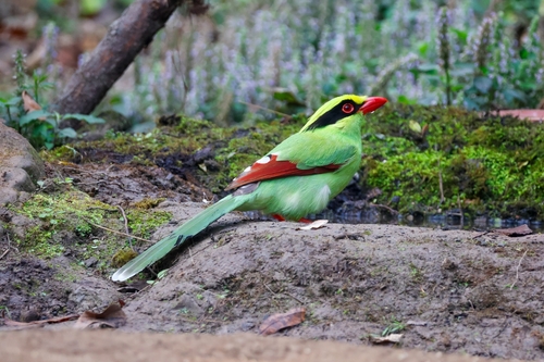 Common Green Magpie (Cissa chinensis)