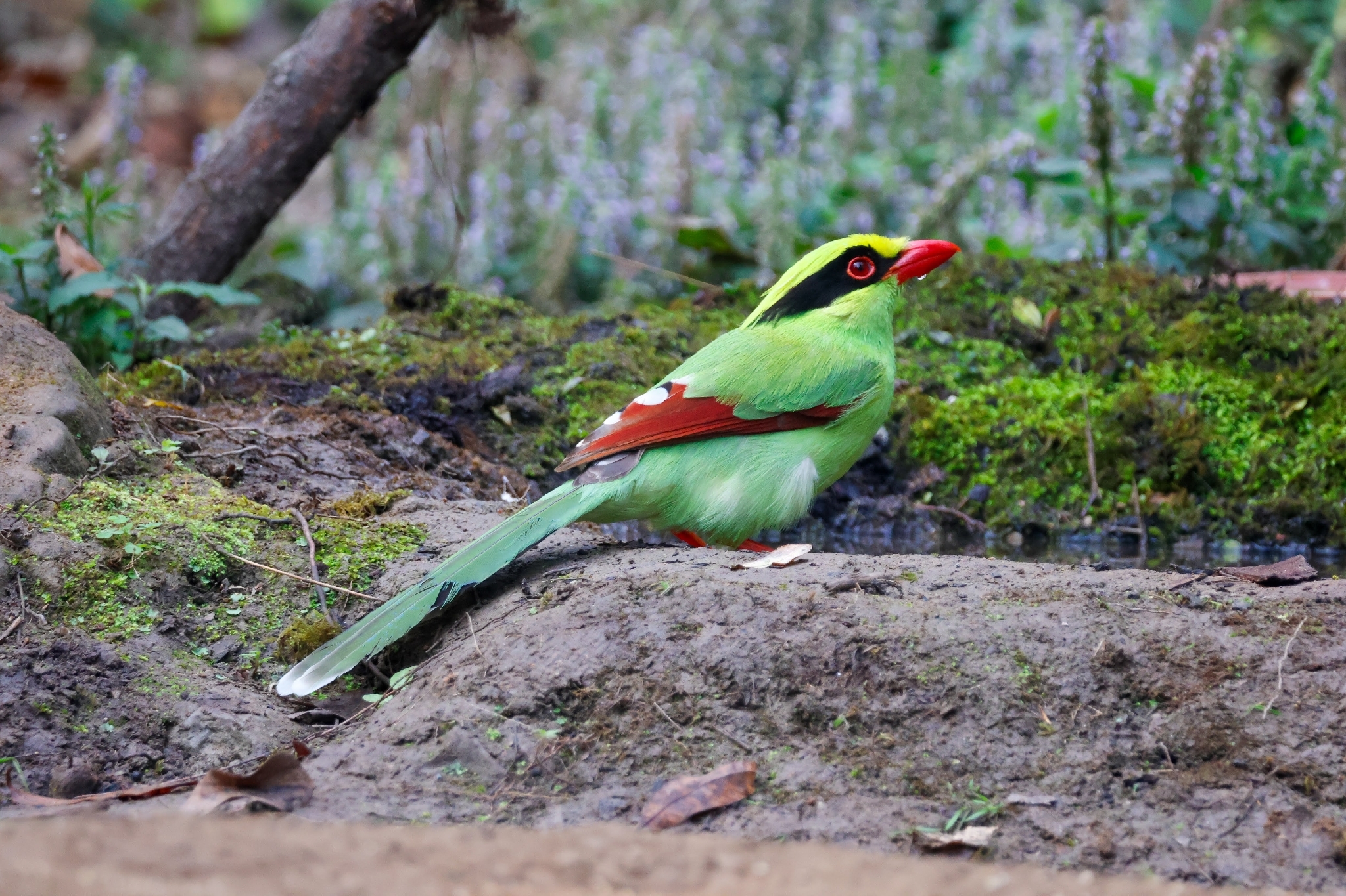 Common Green Magpie (Cissa chinensis), photo 1