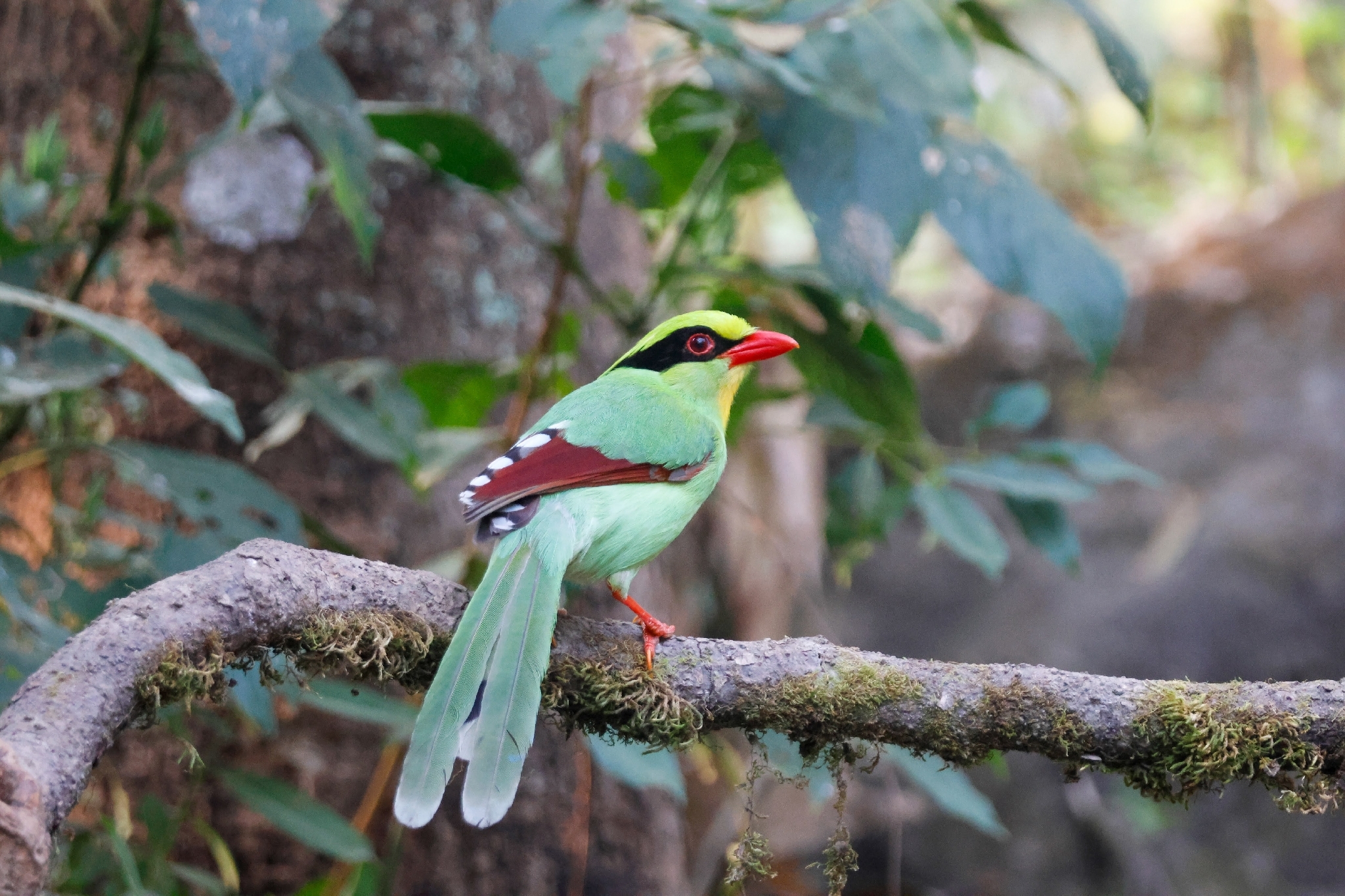Common Green Magpie (Cissa chinensis), photo 2