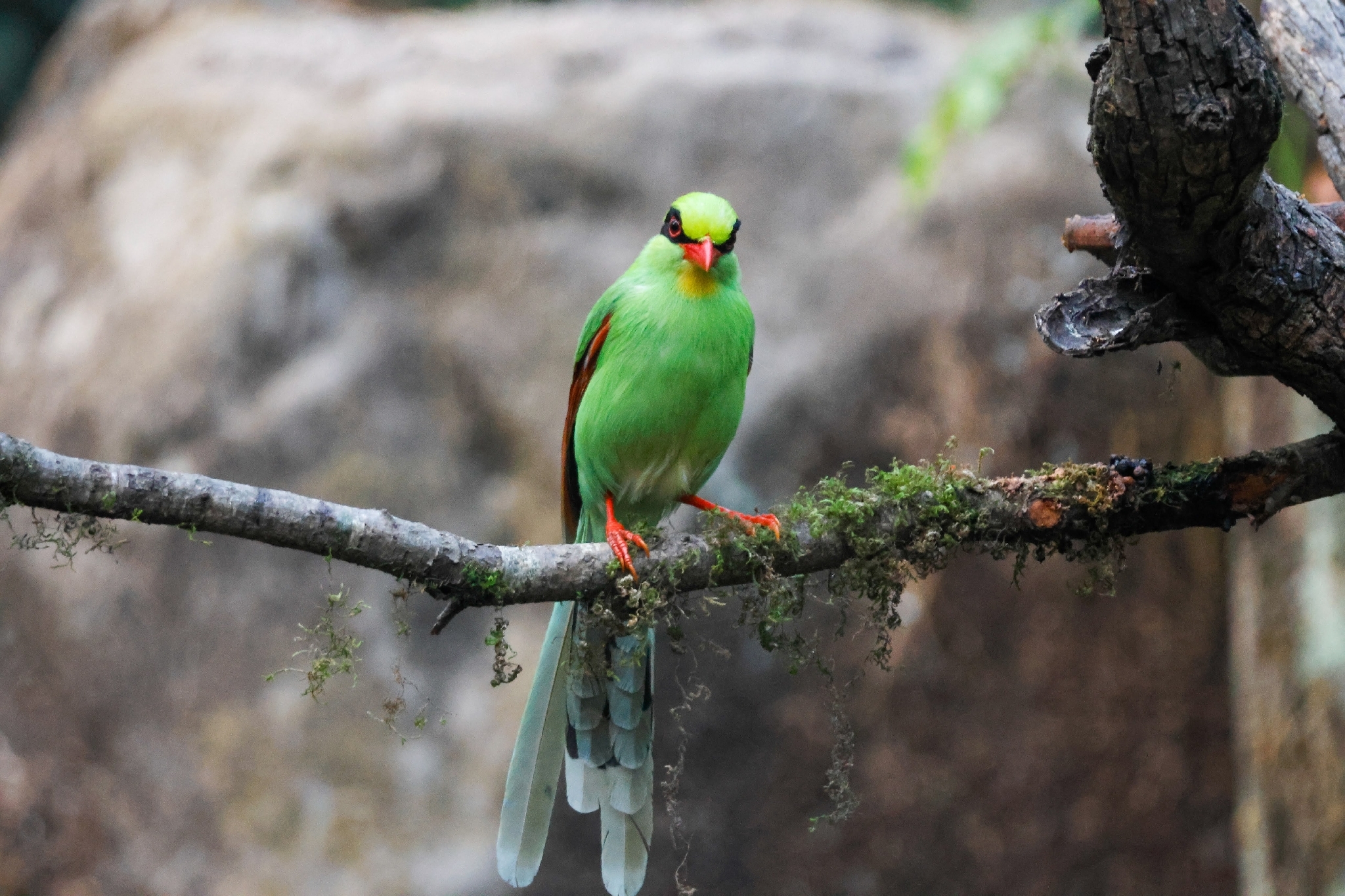 Common Green Magpie (Cissa chinensis), photo 3