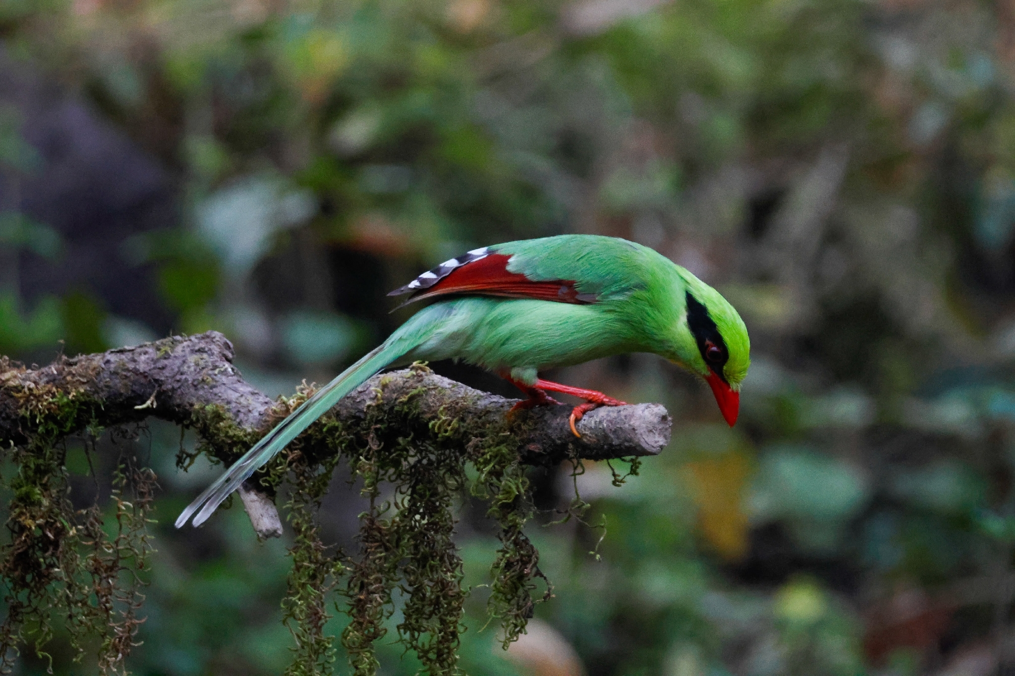 Common Green Magpie (Cissa chinensis), photo 4