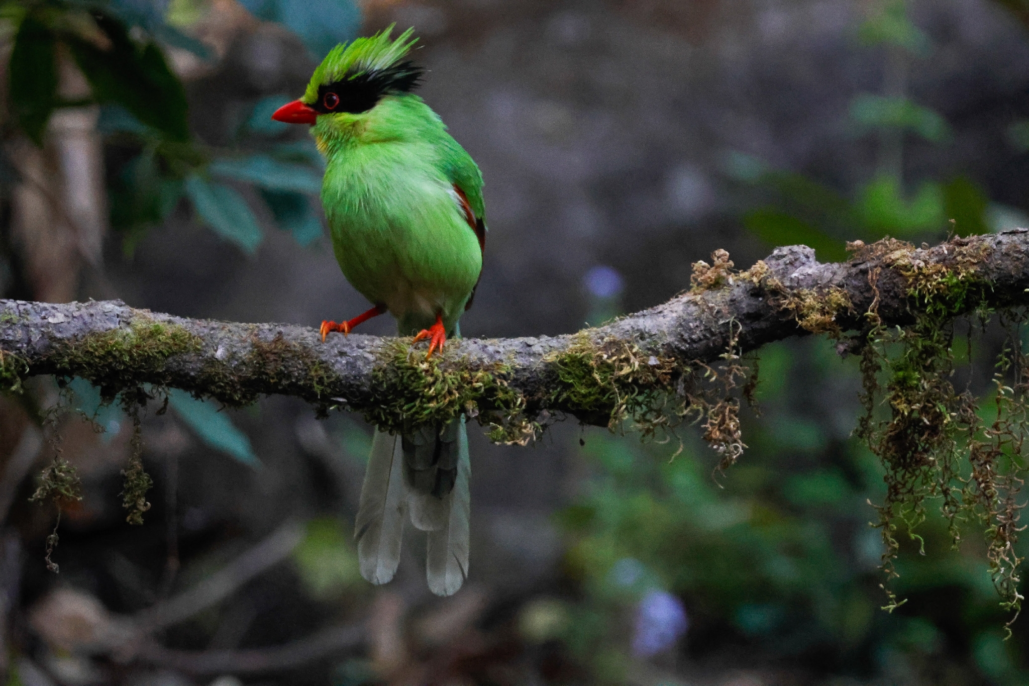 Common Green Magpie (Cissa chinensis), photo 5