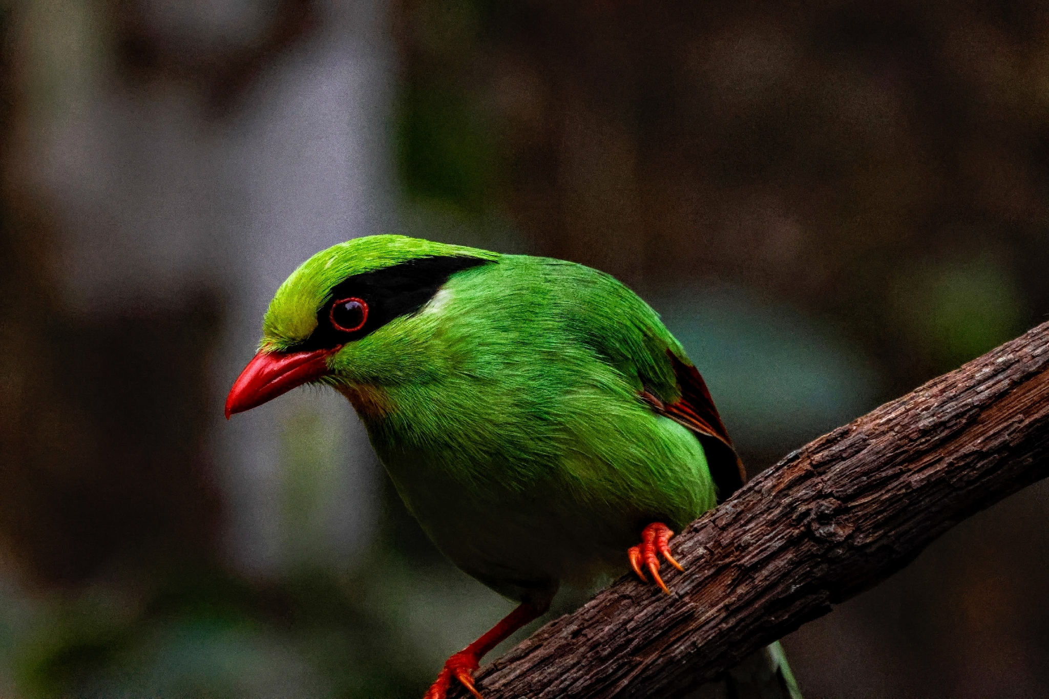 Common Green Magpie (Cissa chinensis), photo 6