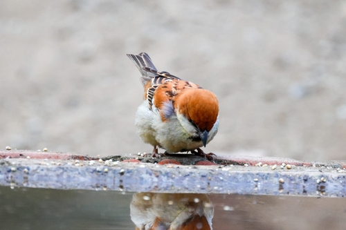 Russet Sparrow (Passer cinnamomeus), photo 3
