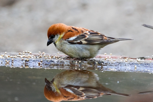 Russet Sparrow (Passer cinnamomeus), photo 4