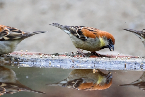 Russet Sparrow (Passer cinnamomeus), photo 5