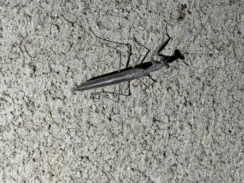 iNaturalist observation photo of American Ground Mantises