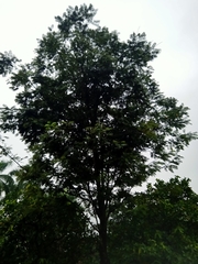 Parkia speciosa