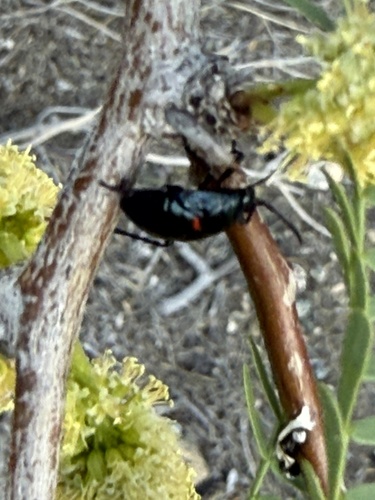 iNaturalist observation photo of California Bordered Plant Bug