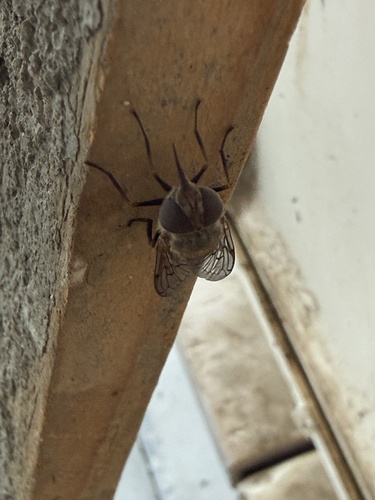 iNaturalist observation photo of Haag's Bromeliad Fly