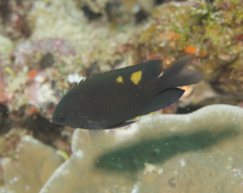 Pomacentrus burroughi observed 2026-03-13