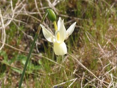 Narcissus triandrus pallidulus