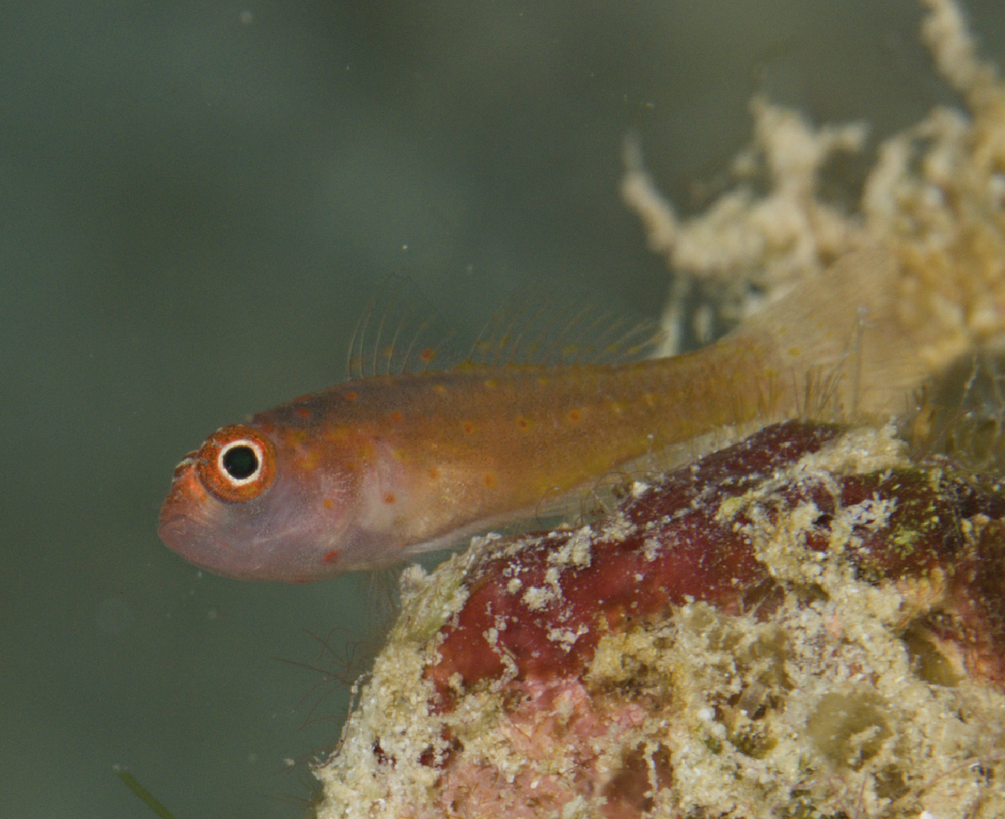Redspot Dwarfgoby photo 2