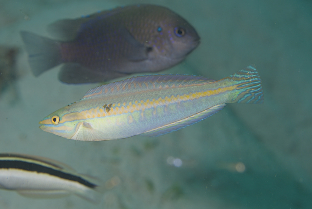 Blue-Spot V-Wrasse