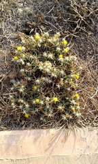 Centaurea procurrens