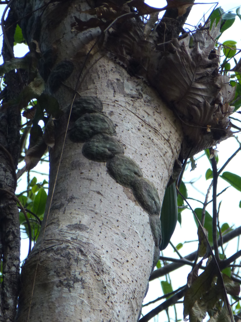 Hoya imbricata