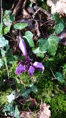 Lathraea clandestina