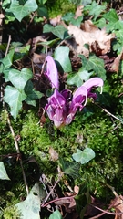 Lathraea clandestina