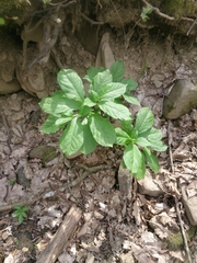 Scopolia caucasica