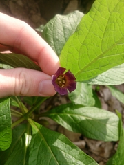Scopolia caucasica