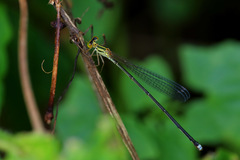 Nesobasis flavifrons