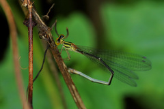 Nesobasis flavifrons