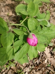 Paeonia caucasica