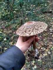 Rhacodium