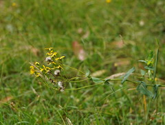 Senecio velleioides