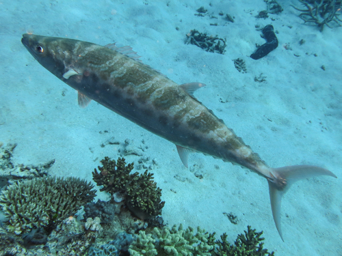 Couta (Grammatorcynus bicarinatus) — Scombridae — 5