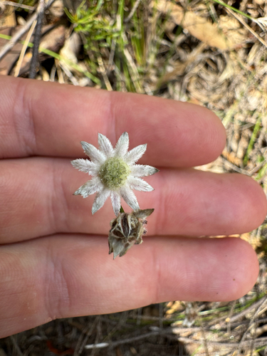 Lesser Flannel Flower (Actinotus minor)
