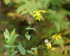 Senecio velleioides