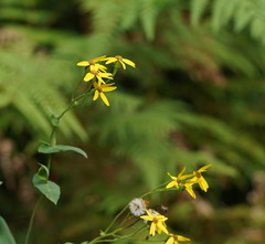 Senecio velleioides