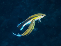 Bluestreak Cleaner Wrasse photo 4