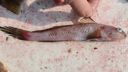 Pinkgray goby (Amblychaeturichthys hexanema) — Gobiidae