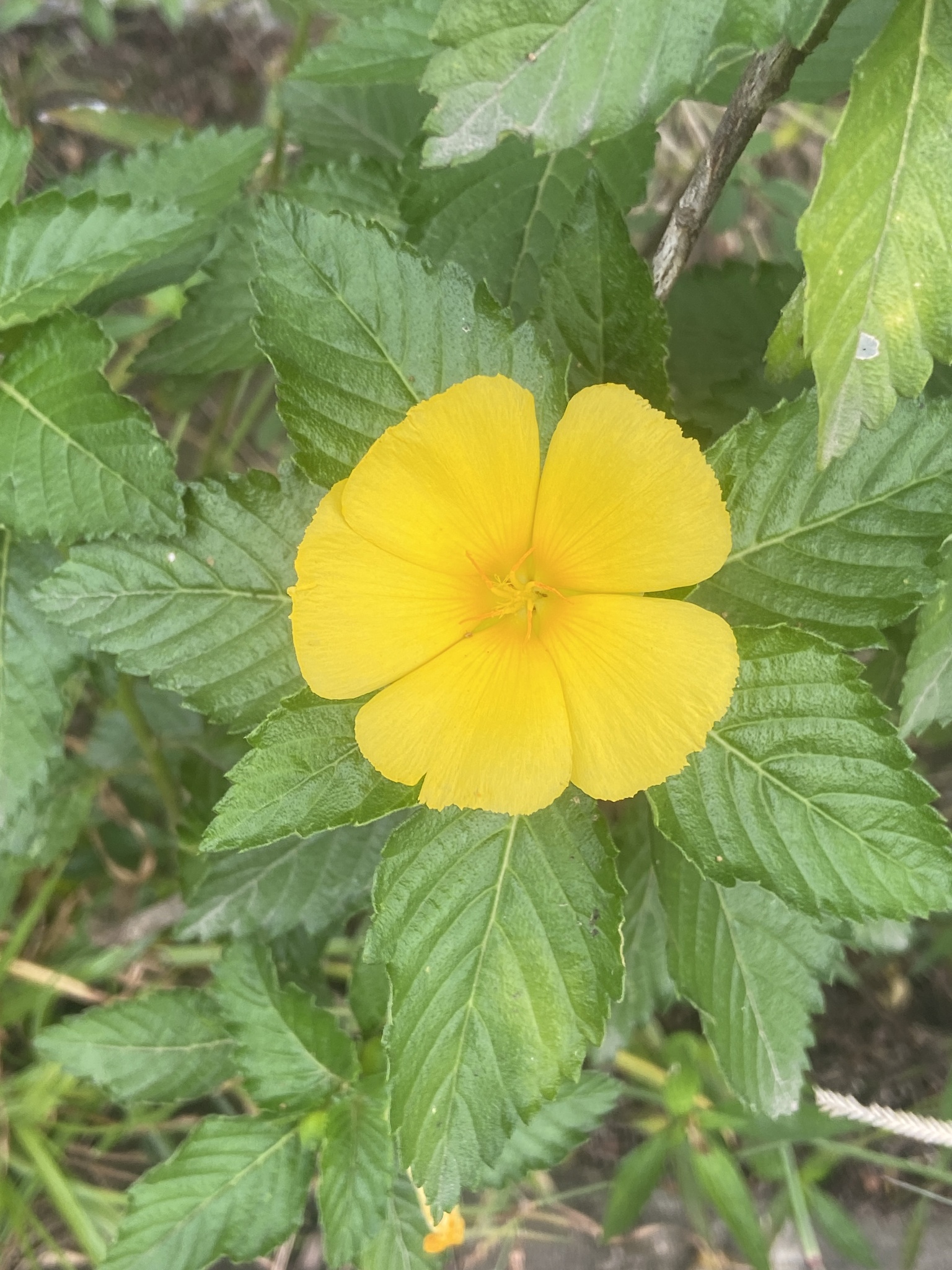 Turnera ulmifolia — ảnh 2