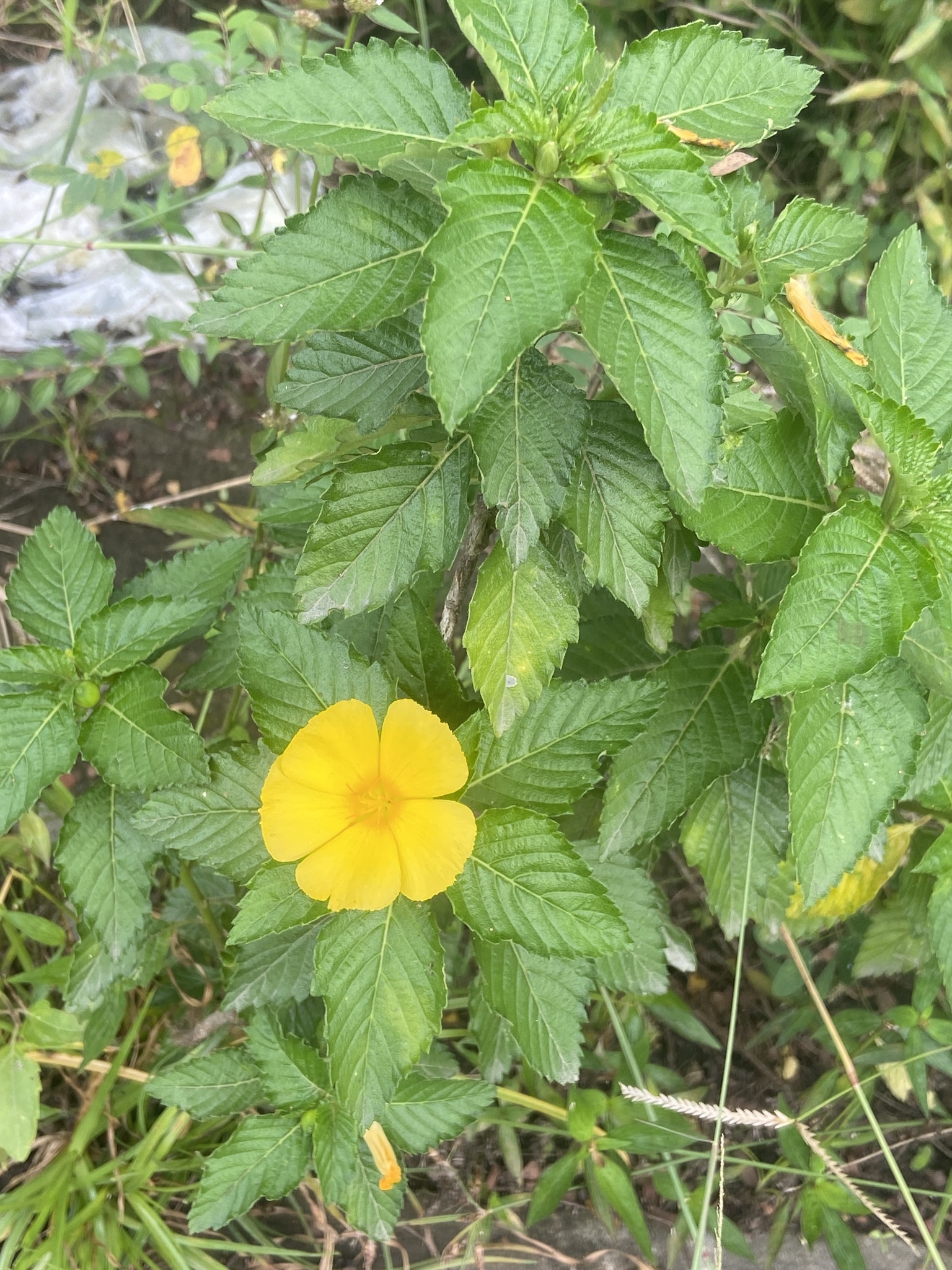 Turnera ulmifolia — ảnh 3