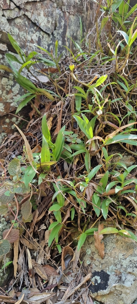 Foto de Dendrobium kingianum
