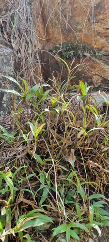 Foto de Dendrobium kingianum