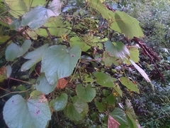 Vitis amurensis