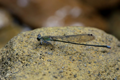 Nesobasis comosa