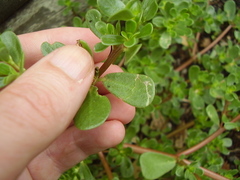 Hypurus bertrandi